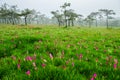 Siam Tulip pink flower blooming in forest mountain at Sai Thong National Park