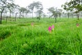 Siam Tulip pink flower blooming in forest mountain at Sai Thong National Park Royalty Free Stock Photo