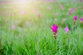 Siam Tulip pink flower blooming in forest mountain at Sai Thong National Park Royalty Free Stock Photo