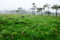 Siam Tulip pink flower blooming in forest mountain at Sai Thong National Park Royalty Free Stock Photo