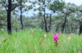 Siam Tulip pink flower blooming in forest mountain at Sai Thong National Park