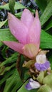 Pink Siam Tulip
