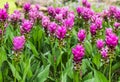 Siam tulips or curcuma flower blossom.