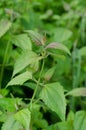 Siam weed Royalty Free Stock Photo