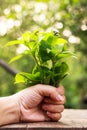 Siam weed , Ageratum houstonianum Royalty Free Stock Photo