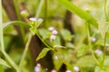 Siam weed Royalty Free Stock Photo