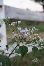 Siam weed flowers Royalty Free Stock Photo