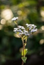 Siam weed Royalty Free Stock Photo