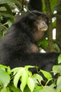 Siamang Royalty Free Stock Photo