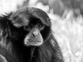 Siamang Black-Furred Gibbon