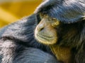 Siamang Black-Furred Gibbon