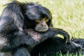 Siamang Black-Furred Gibbon