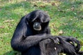 Siamang, black furred gibbon