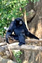 Siamang, black furred gibbon Royalty Free Stock Photo