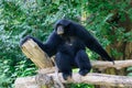 Siamang, black furred gibbon