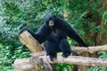 Siamang, black furred gibbon