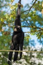 Siamang black monkey Royalty Free Stock Photo