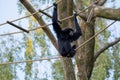 Siamang black monkey Royalty Free Stock Photo