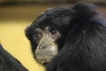 Siamang