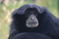 Siamang detail Royalty Free Stock Photo