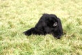 Siamang Gibbon Royalty Free Stock Photo