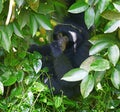 Siamang Gibbon Royalty Free Stock Photo