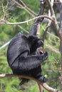 Siamang gibbon 2 Royalty Free Stock Photo