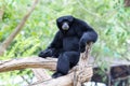 Siamang Gibbon Royalty Free Stock Photo