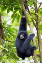 Siamang Gibbon Royalty Free Stock Photo