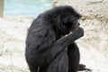 Siamang Gibbon Royalty Free Stock Photo