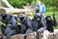 Siamang Gibbon family relaxing in fota wildlife park