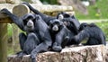 Siamang Gibbon family relaxing