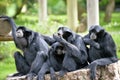 Siamang Gibbon family relaxing on tree stump Royalty Free Stock Photo