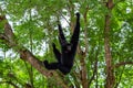 A Siamang gibbon is hanging on tree.