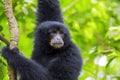 Siamang Gibbon