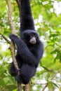 Siamang Gibbon Royalty Free Stock Photo