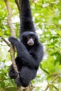 Siamang Gibbon Royalty Free Stock Photo