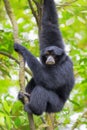 Siamang Gibbon Royalty Free Stock Photo