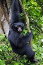 Siamang Gibbon