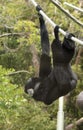 A Siamang Gibbon Hangs from a Rope Royalty Free Stock Photo