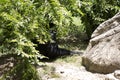 Siamang Gibbon Royalty Free Stock Photo