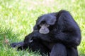 Siamang gibbon (Symphalangus syndactylus) Outdoors Royalty Free Stock Photo