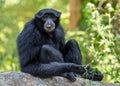 Siamang gibbon (Symphalangus syndactylus) Outdoors Royalty Free Stock Photo