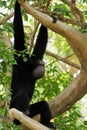 Siamang Gibbon monkey Royalty Free Stock Photo