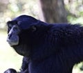 Siamang Gibbon monkey Royalty Free Stock Photo