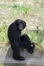 Siamang gibbon near pond Royalty Free Stock Photo