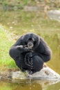 The Siamang Gibbon(Symphalangus syndactylus) is drinking Royalty Free Stock Photo