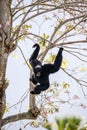 Siamang gibbon Symphalangus syndactylus Royalty Free Stock Photo