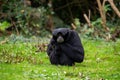 Siamang Gibbon (Symphalangus syndactylus) in Southeast Asia Royalty Free Stock Photo