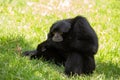 Siamang Gibbon (Symphalangus syndactylus) in Southeast Asia Royalty Free Stock Photo